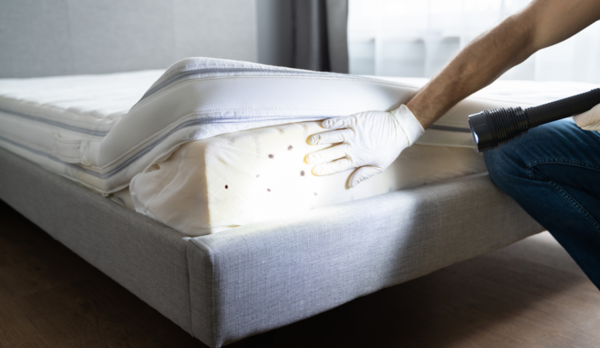 Comment savoir si on a des punaise de lit : guide complet